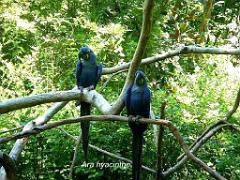 101PARC AUX OISEAUX DANS L AIN 2016 2_000019